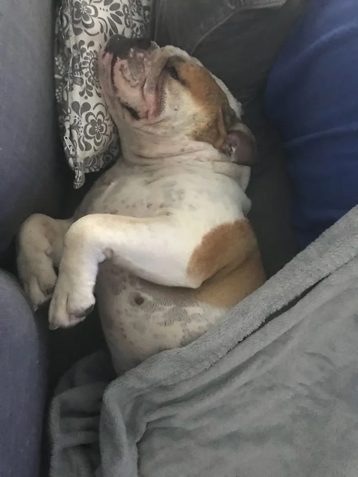 Pepa Our Bulldog, She Loves Going Under The Blanket And Stealing Our Pillows