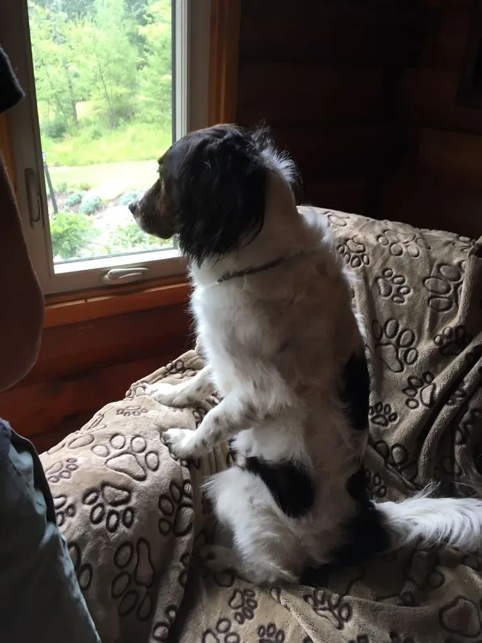 Looking Out The Window