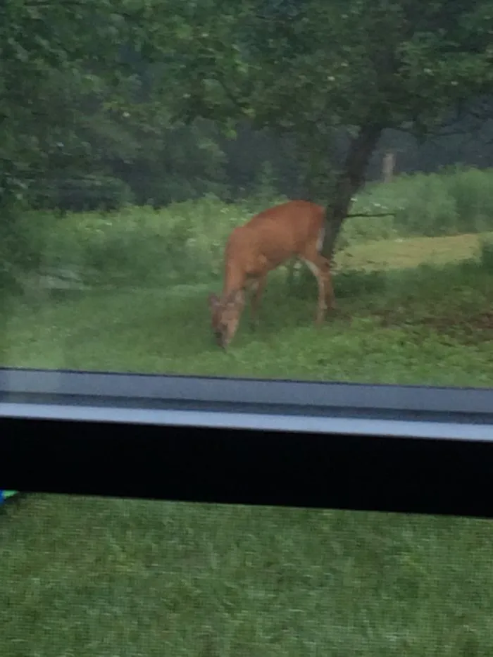 This Deer Comes In My Backyard Pretty Often