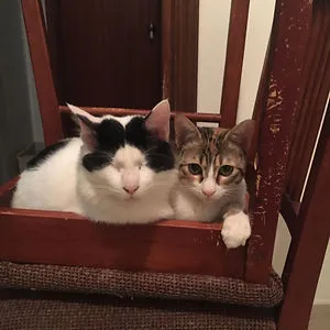 All Things Animals