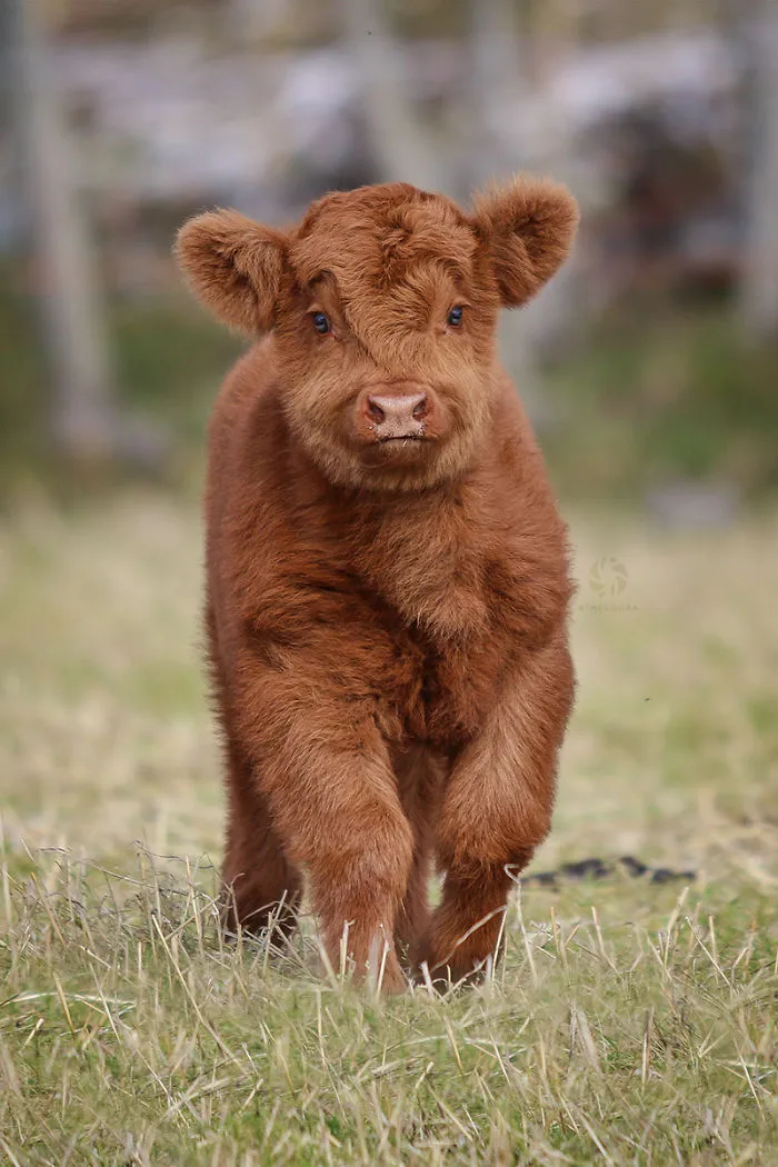 Teddycalf