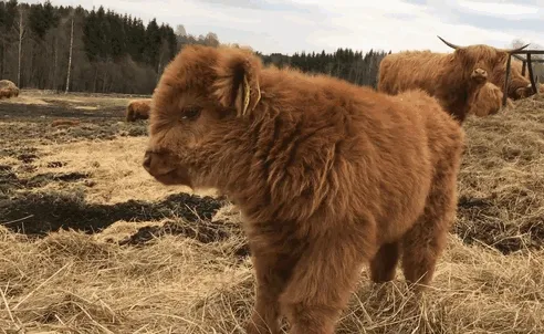 Si alguna vez estás triste, estos terneros de la raza Highland seguro que te hacen sonreír