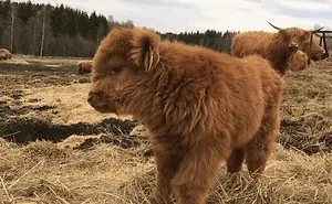 If You Ever Feel Sad, These 50 Highland Cattle Calves Will Make You Smile