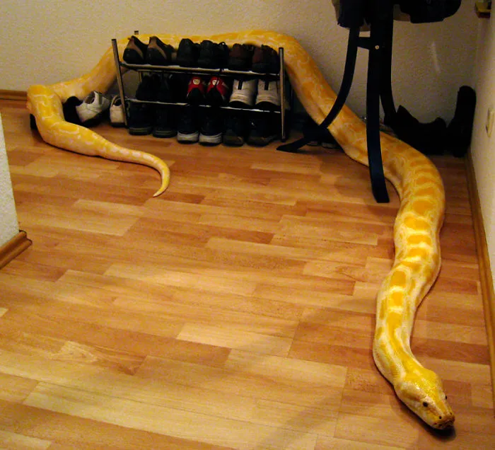 Julius About To Pee In My Husband's Shoes, Because He Wouldn't Let Her On The Sofa With Him.