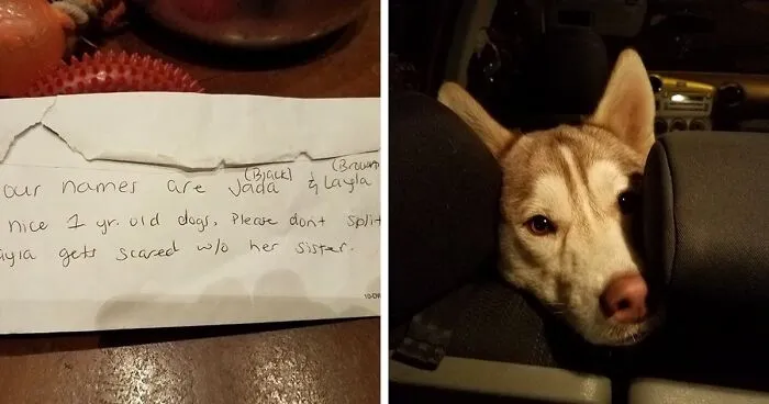 Someone Found These 2 Huskies Abandoned At A Dog Park With A Heartbreaking Note