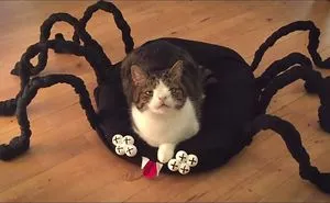 Diy Halloween Spider Cat Bed