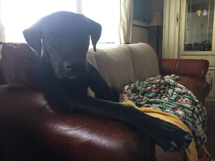 Molly Hanging Out On The Couch, As Usual...
