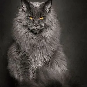 Madame Beajou