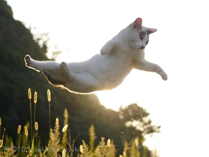 This Japanese Photographer Specializes In Shooting Ninja Cats, And The Result Is Too Purrfect