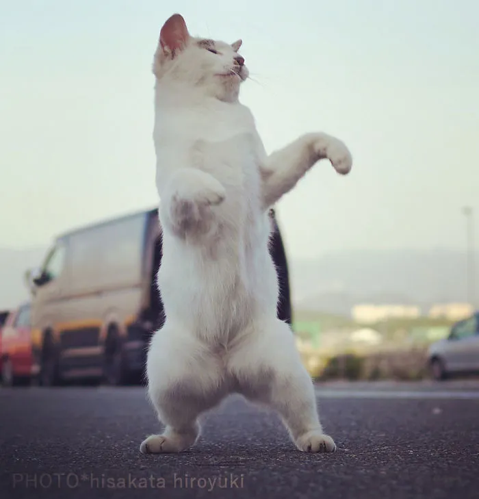 This Japanese Photographer Specializes In Shooting Ninja Cats, And The Result Is Too Purrfect