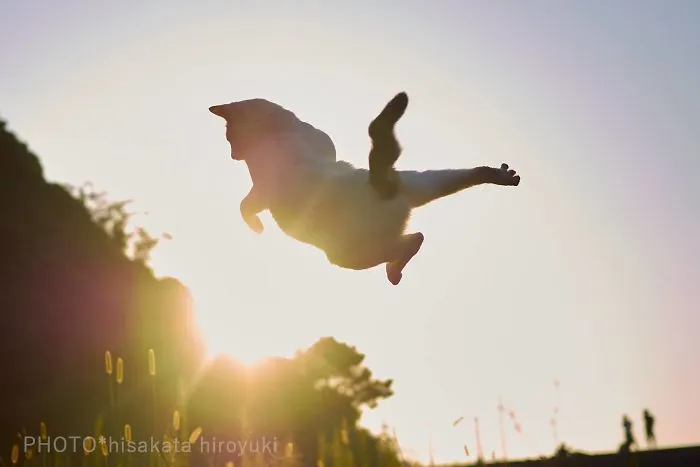 This Japanese Photographer Specializes In Shooting Ninja Cats, And The Result Is Too Purrfect