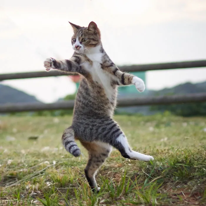 Este fotógrafo japonés está especializado en retratar a gatos haciendo artes marciales