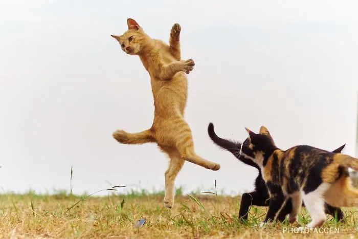 This Japanese Photographer Specializes In Shooting Ninja Cats, And The Result Is Too Purrfect