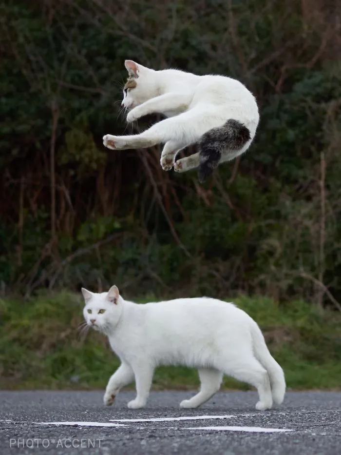 Este fotógrafo japonés está especializado en retratar a gatos haciendo artes marciales