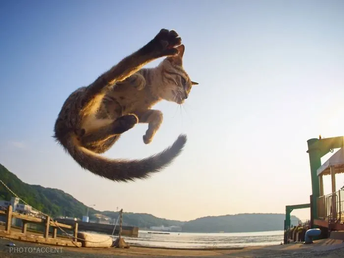 Este fotógrafo japonés está especializado en retratar a gatos haciendo artes marciales