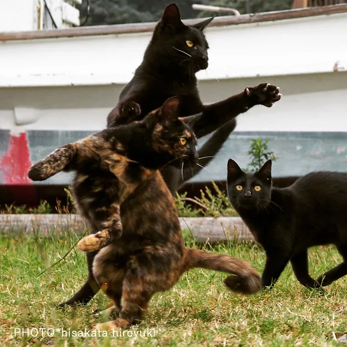Este fotógrafo japonés está especializado en retratar a gatos haciendo artes marciales
