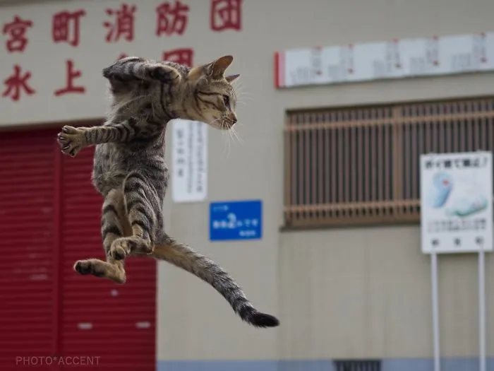 Este fotógrafo japonés está especializado en retratar a gatos haciendo artes marciales