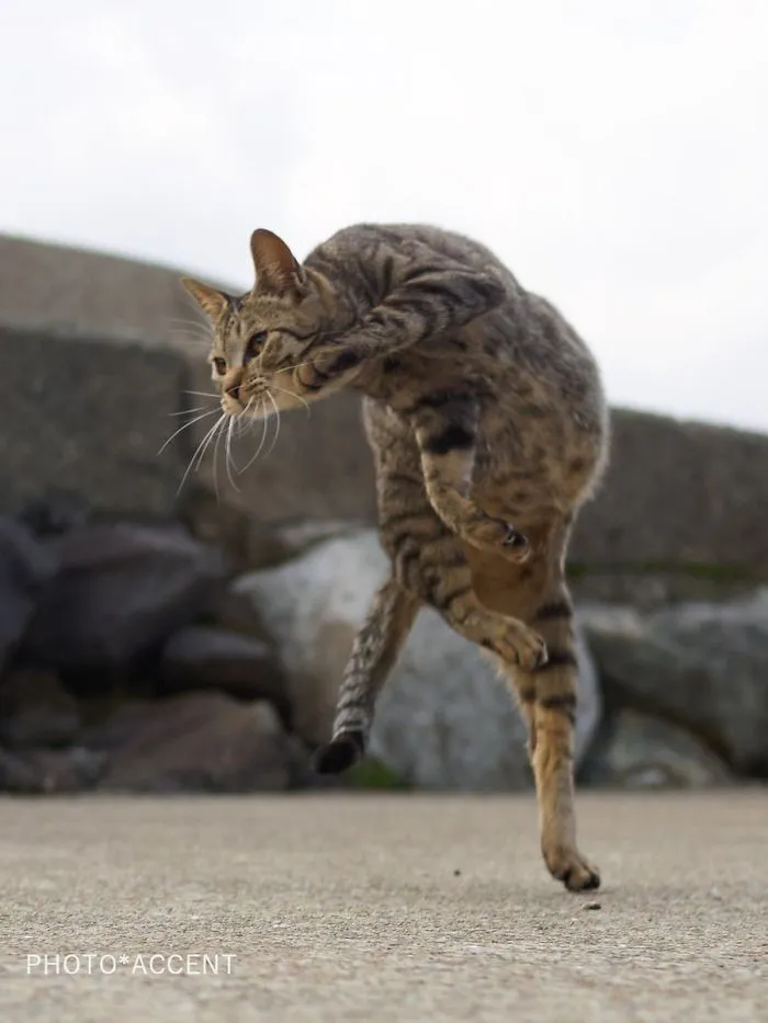 This Japanese Photographer Specializes In Shooting Ninja Cats, And The Result Is Too Purrfect