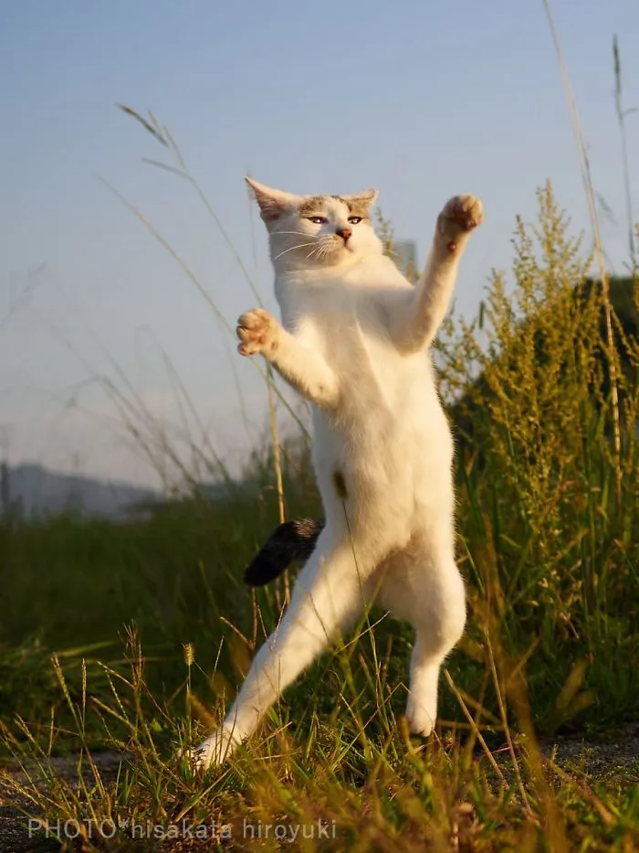 This Japanese Photographer Specializes In Shooting Ninja Cats, And The Result Is Too Purrfect