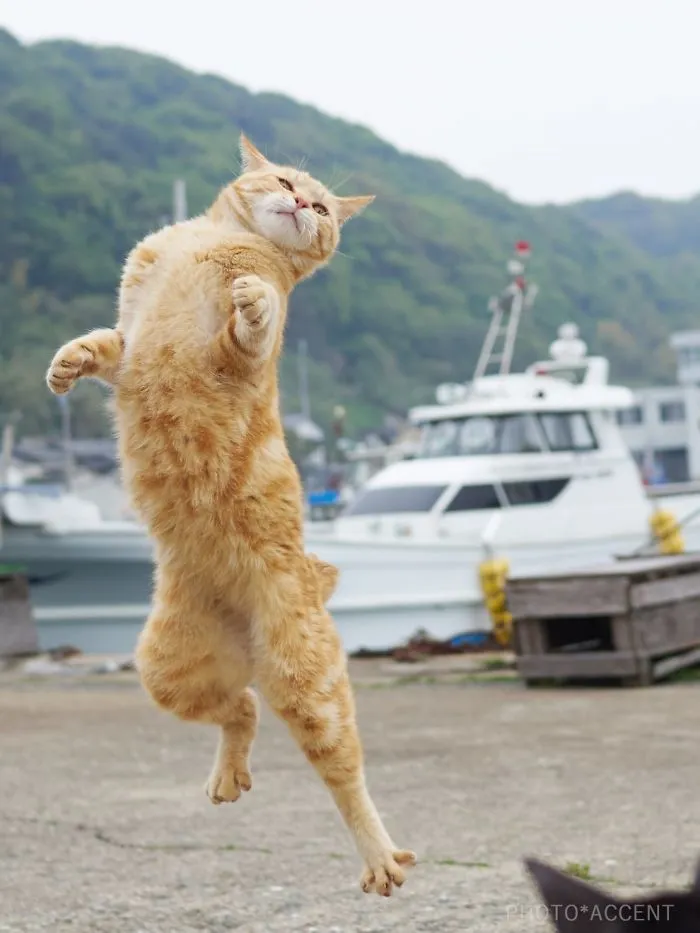 Ninja-Cats-Photography-Hisakata-Hiroyuki