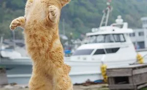 This Japanese Photographer Specializes In Shooting Ninja Cats, And The Result Is Too Purrfect