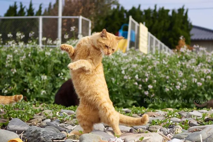 This Japanese Photographer Specializes In Shooting Ninja Cats, And The Result Is Too Purrfect