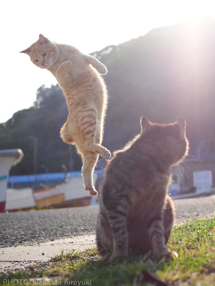 This Japanese Photographer Specializes In Shooting Ninja Cats, And The Result Is Too Purrfect