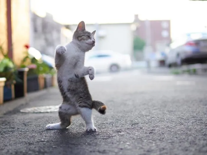 This Japanese Photographer Specializes In Shooting Ninja Cats, And The Result Is Too Purrfect