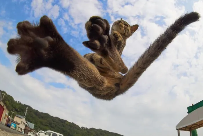 Este fotógrafo japonés está especializado en retratar a gatos haciendo artes marciales