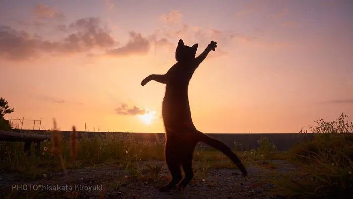 This Japanese Photographer Specializes In Shooting Ninja Cats, And The Result Is Too Purrfect