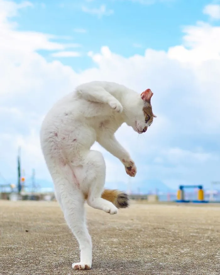 This Japanese Photographer Specializes In Shooting Ninja Cats, And The Result Is Too Purrfect