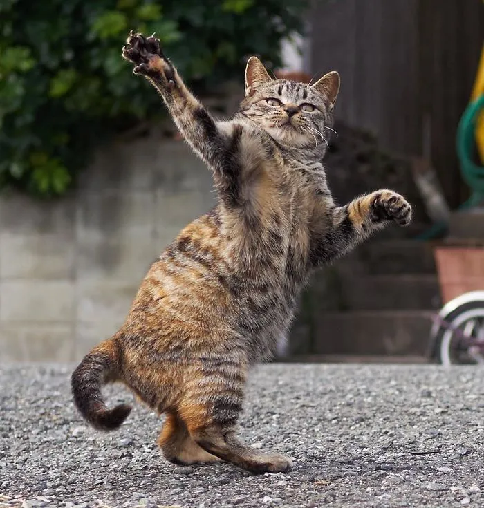 This Japanese Photographer Specializes In Shooting Ninja Cats, And The Result Is Too Purrfect