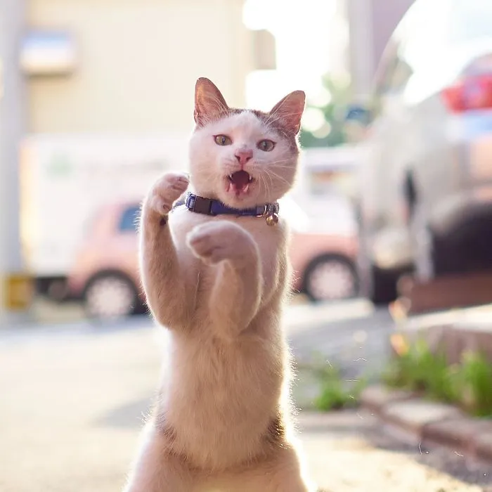 Este fotógrafo japonés está especializado en retratar a gatos haciendo artes marciales