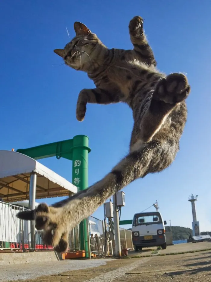Este fotógrafo japonés está especializado en retratar a gatos haciendo artes marciales