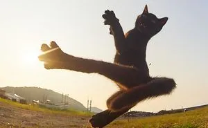 This Japanese Photographer Specializes In Shooting Ninja Cats, And The Result Is Too Purrfect