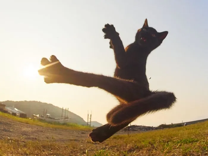 Ninja-Cats-Photography-Hisakata-Hiroyuki