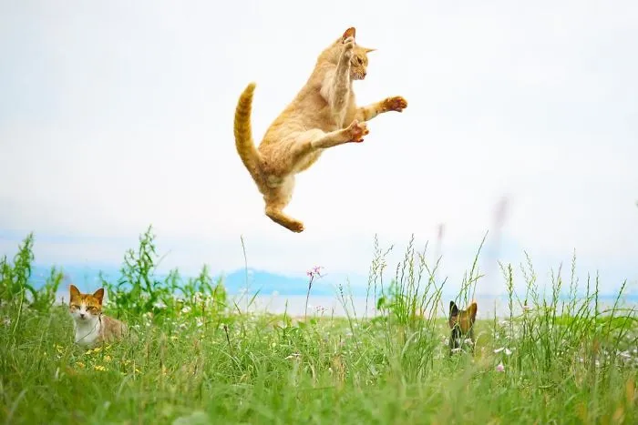 Este fotógrafo japonés está especializado en retratar a gatos haciendo artes marciales