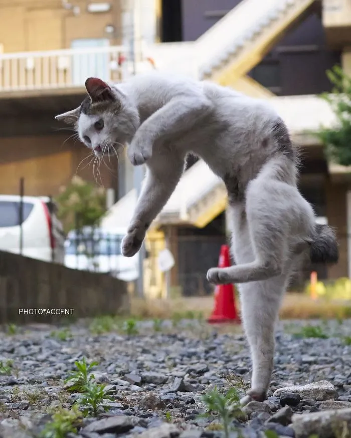 This Japanese Photographer Specializes In Shooting Ninja Cats, And The Result Is Too Purrfect