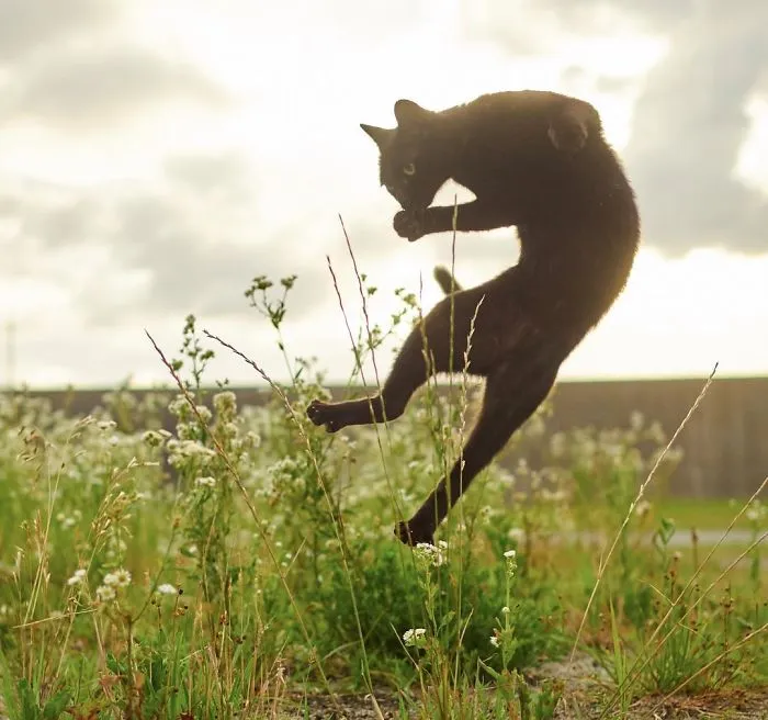 This Japanese Photographer Specializes In Shooting Ninja Cats, And The Result Is Too Purrfect