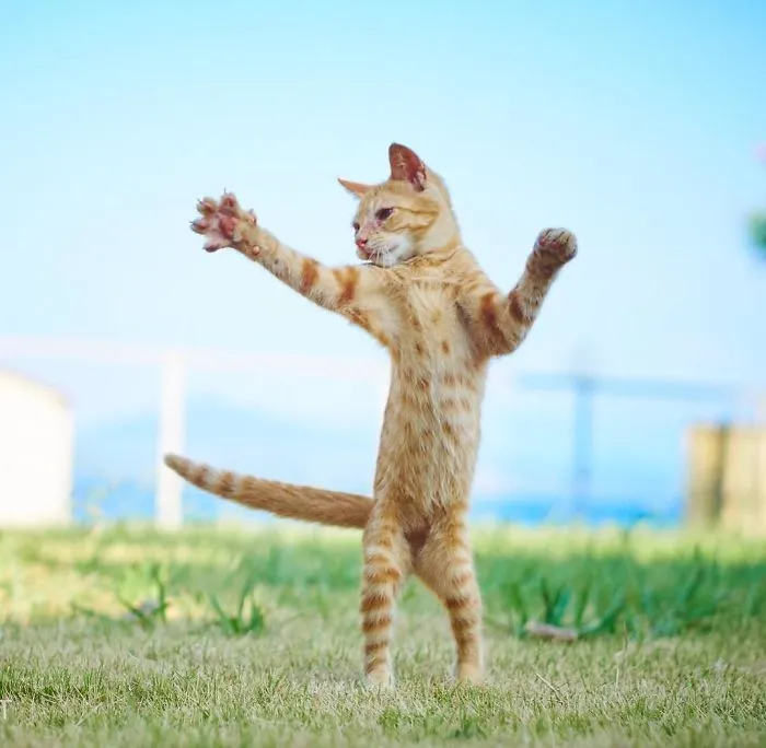 This Japanese Photographer Specializes In Shooting Ninja Cats, And The Result Is Too Purrfect