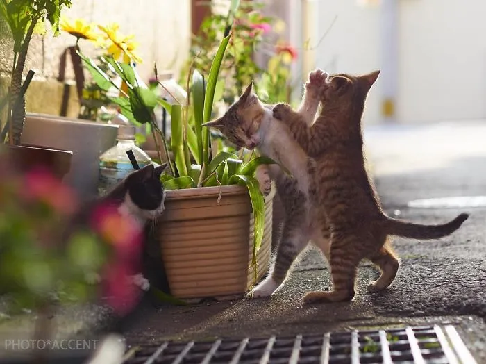 Este fotógrafo japonés está especializado en retratar a gatos haciendo artes marciales