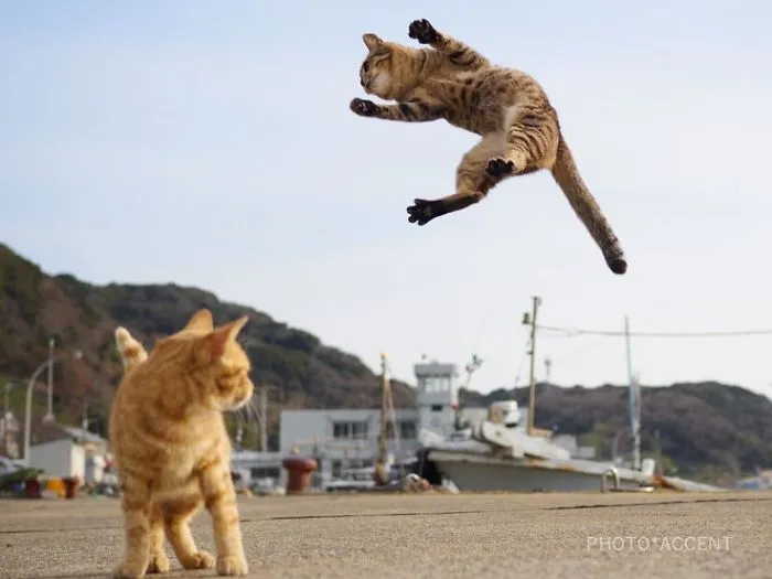 This Japanese Photographer Specializes In Shooting Ninja Cats, And The Result Is Too Purrfect