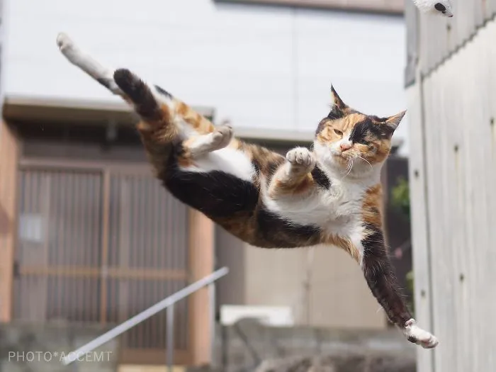 Este fotógrafo japonés está especializado en retratar a gatos haciendo artes marciales