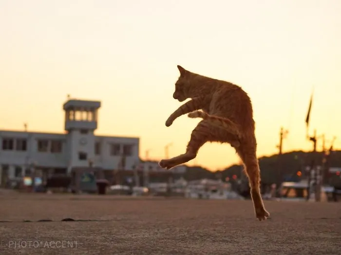 Este fotógrafo japonés está especializado en retratar a gatos haciendo artes marciales