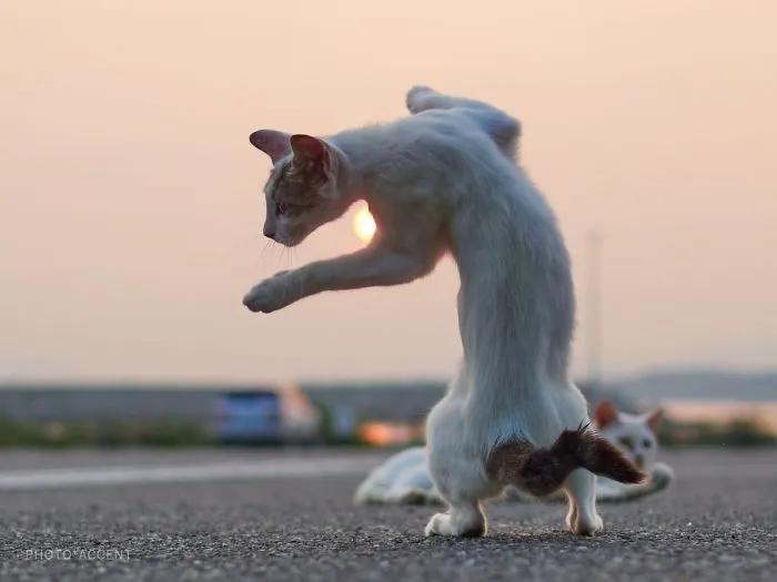 Este fotógrafo japonés está especializado en retratar a gatos haciendo artes marciales