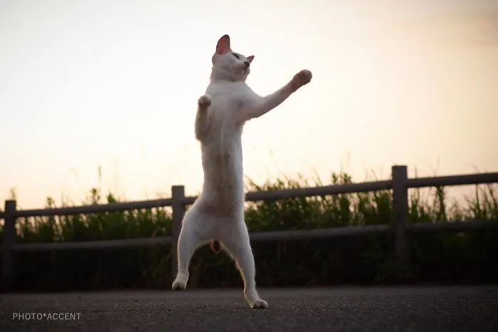 This Japanese Photographer Specializes In Shooting Ninja Cats, And The Result Is Too Purrfect
