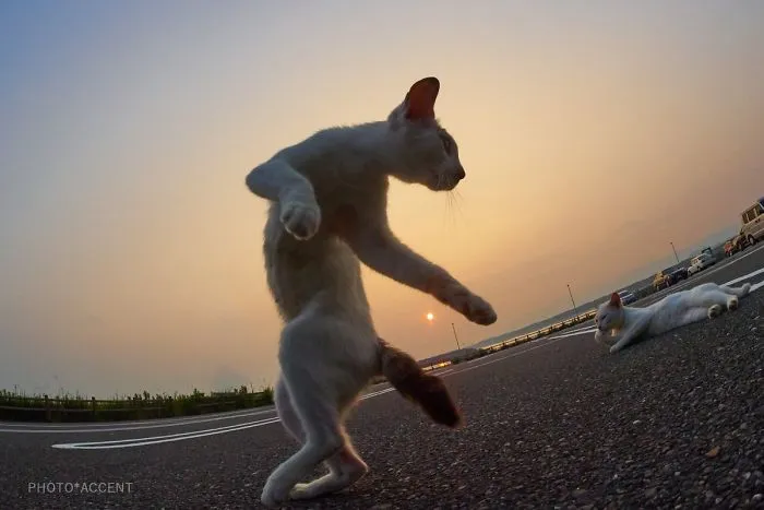 This Japanese Photographer Specializes In Shooting Ninja Cats, And The Result Is Too Purrfect