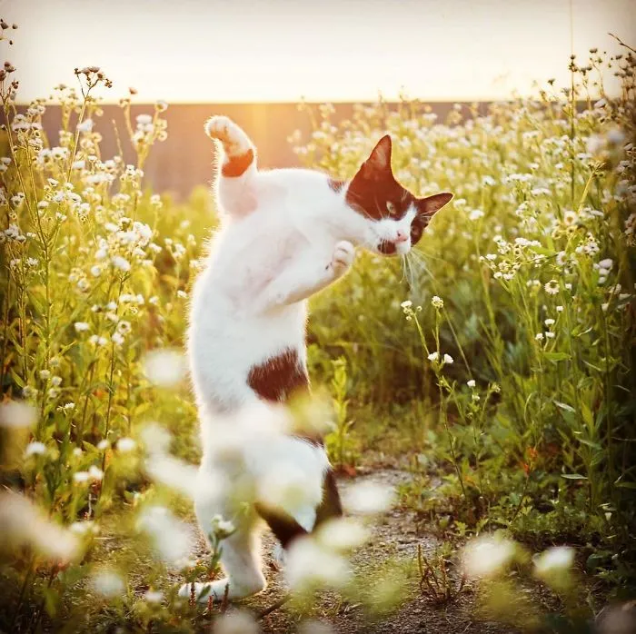 This Japanese Photographer Specializes In Shooting Ninja Cats, And The Result Is Too Purrfect