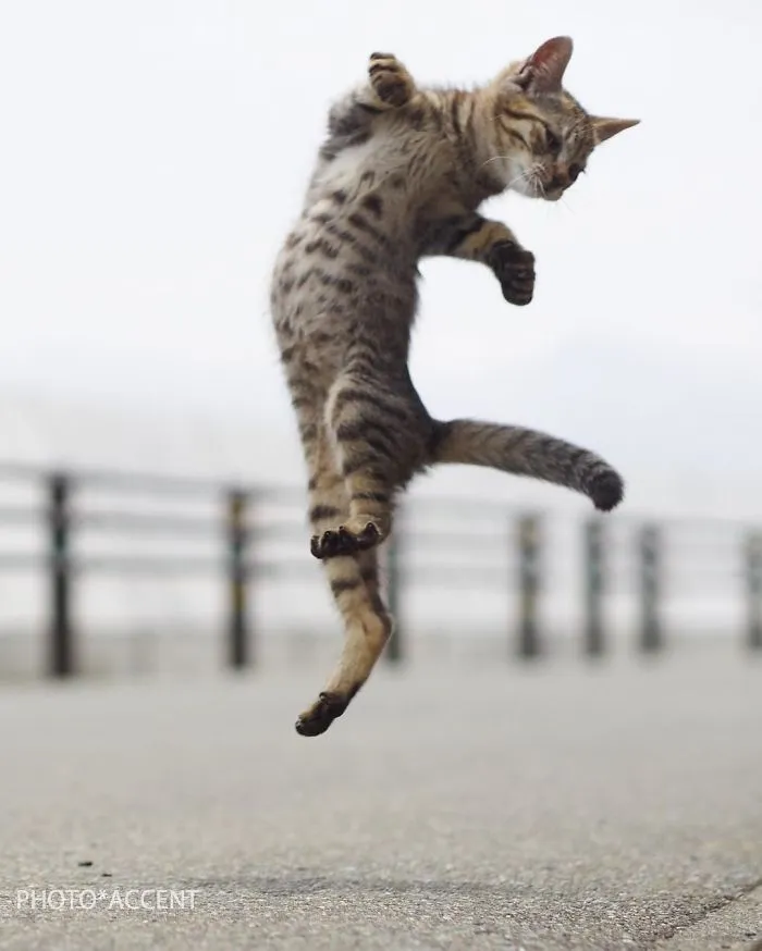 This Japanese Photographer Specializes In Shooting Ninja Cats, And The Result Is Too Purrfect