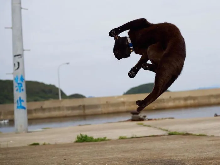 This Japanese Photographer Specializes In Shooting Ninja Cats, And The Result Is Too Purrfect